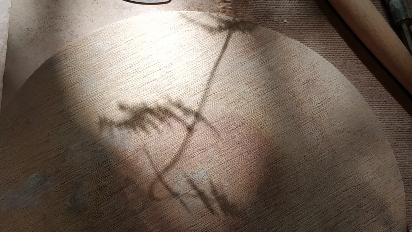 sombra de una planta en la madera